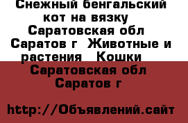 Снежный бенгальский кот на вязку - Саратовская обл., Саратов г. Животные и растения » Кошки   . Саратовская обл.,Саратов г.